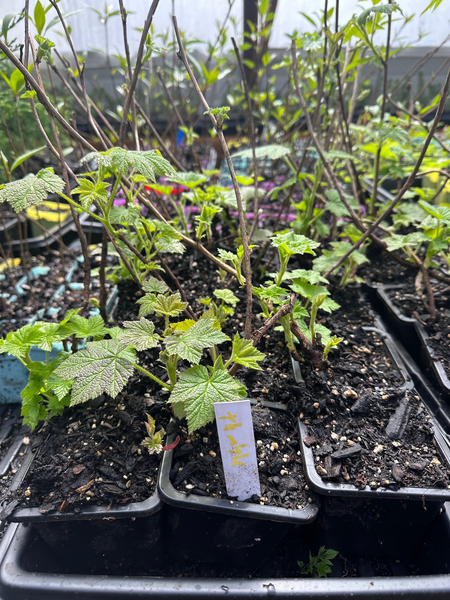 Thimbleberry