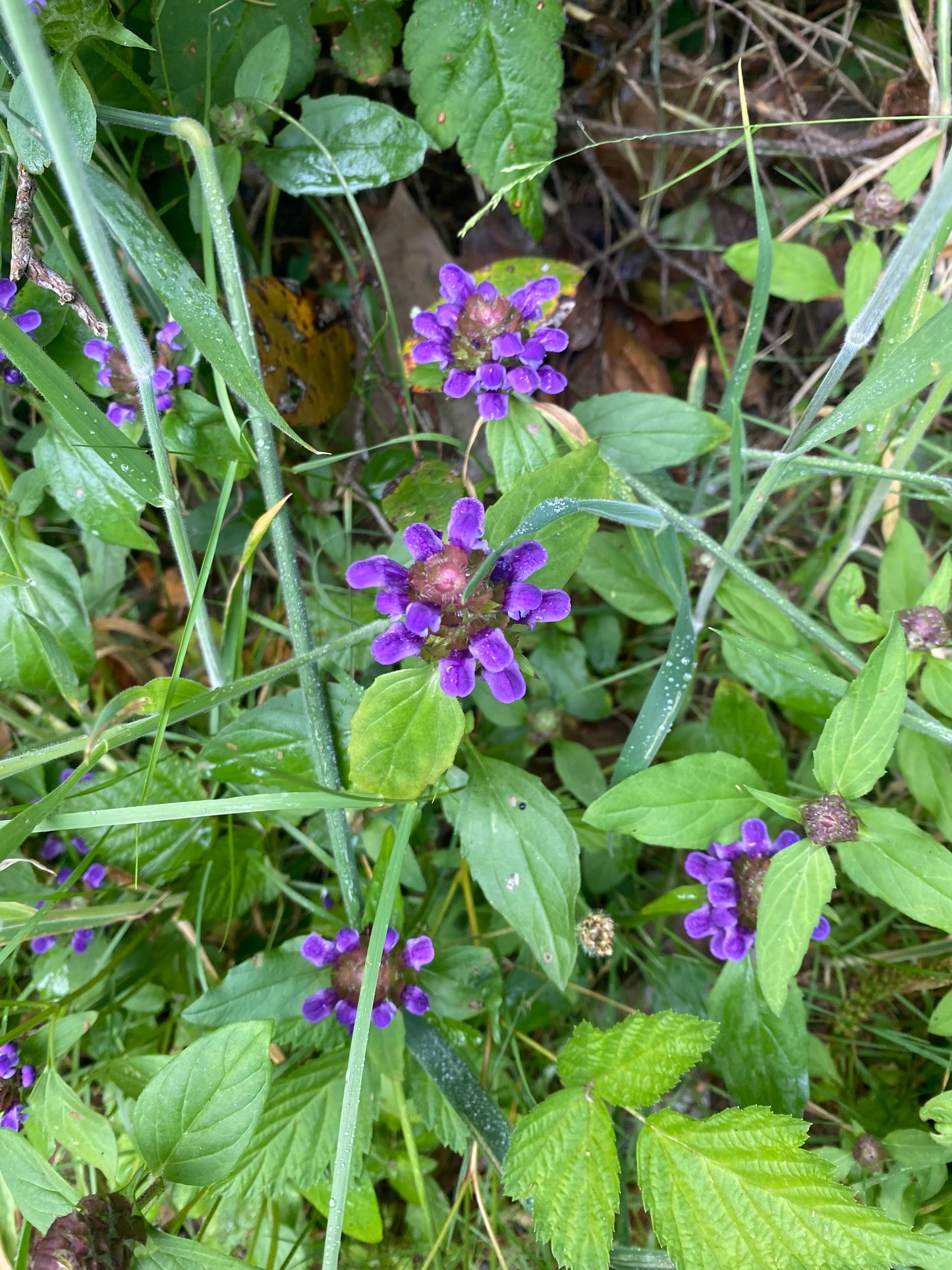 Heal All, Self Heal Prunella Vulgaris