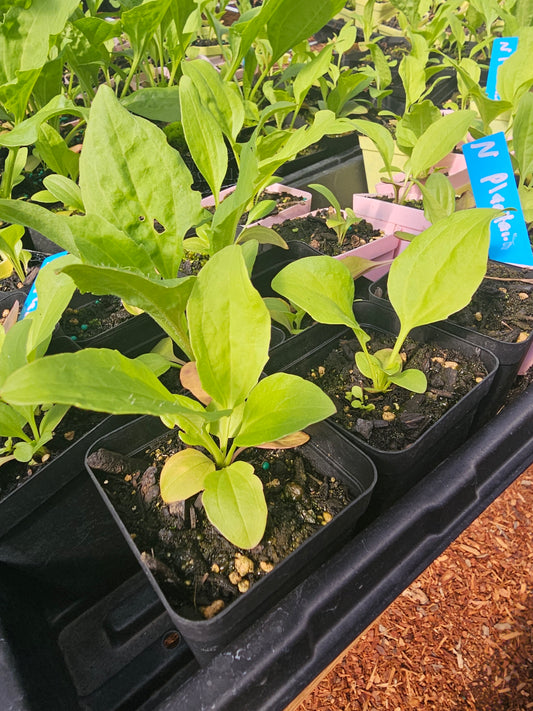 Plantain