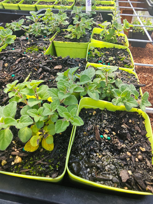 Oregano - Hot & Spicy
