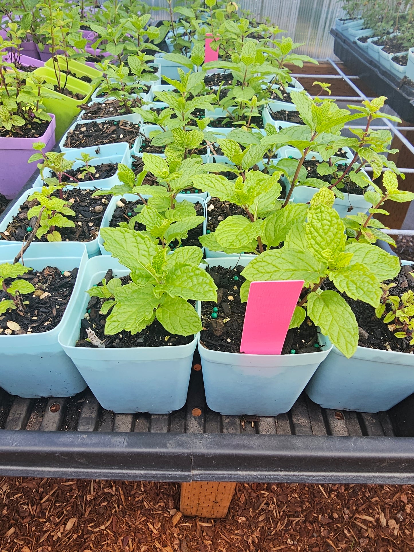 Mint - Spearmint