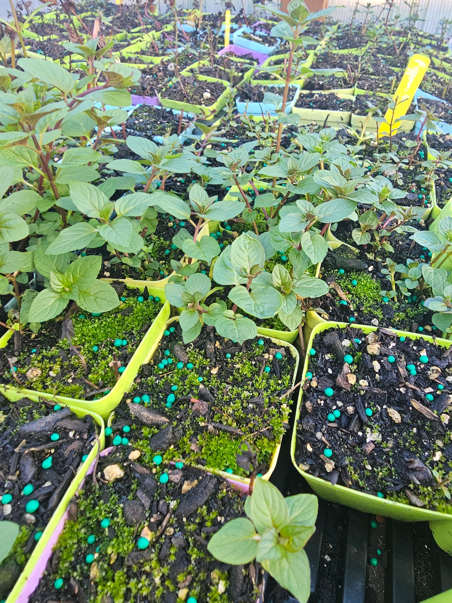 african blue basil