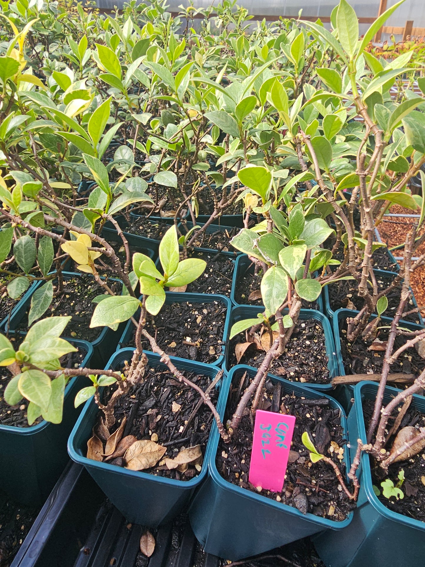 Confederate Jasmine (star jasmine)
