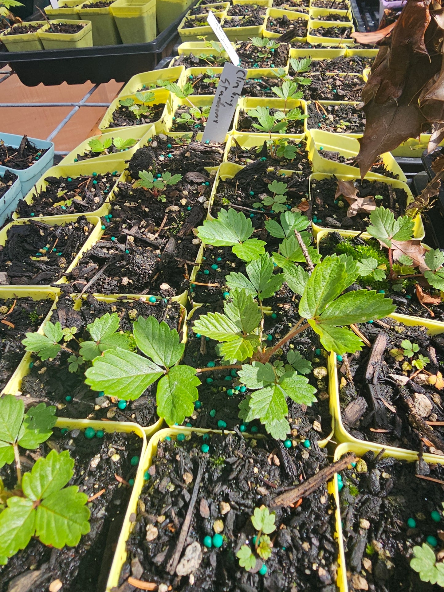 climbing strawberry