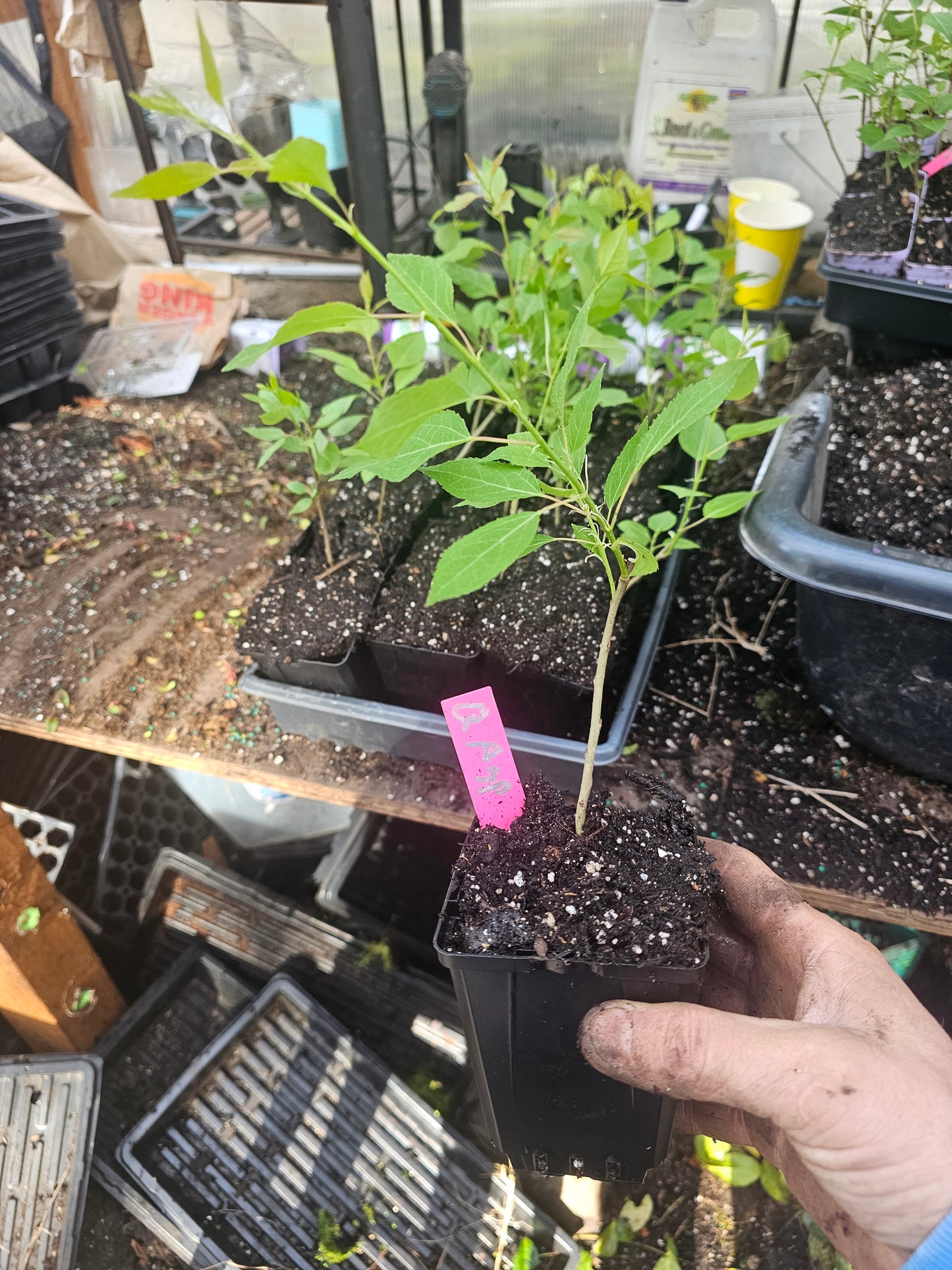 quaking aspen tree 4" pot