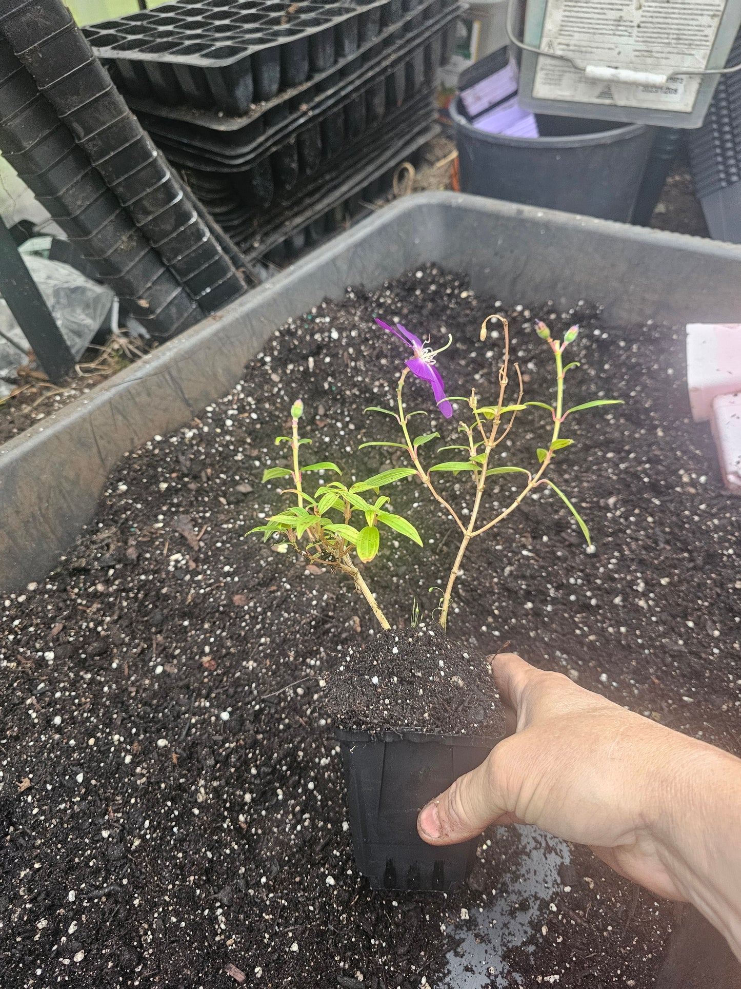 dwarf tibouchina 4" pot