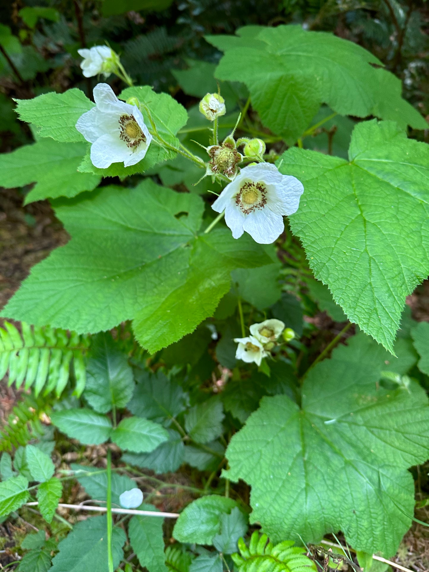 Thimbleberry