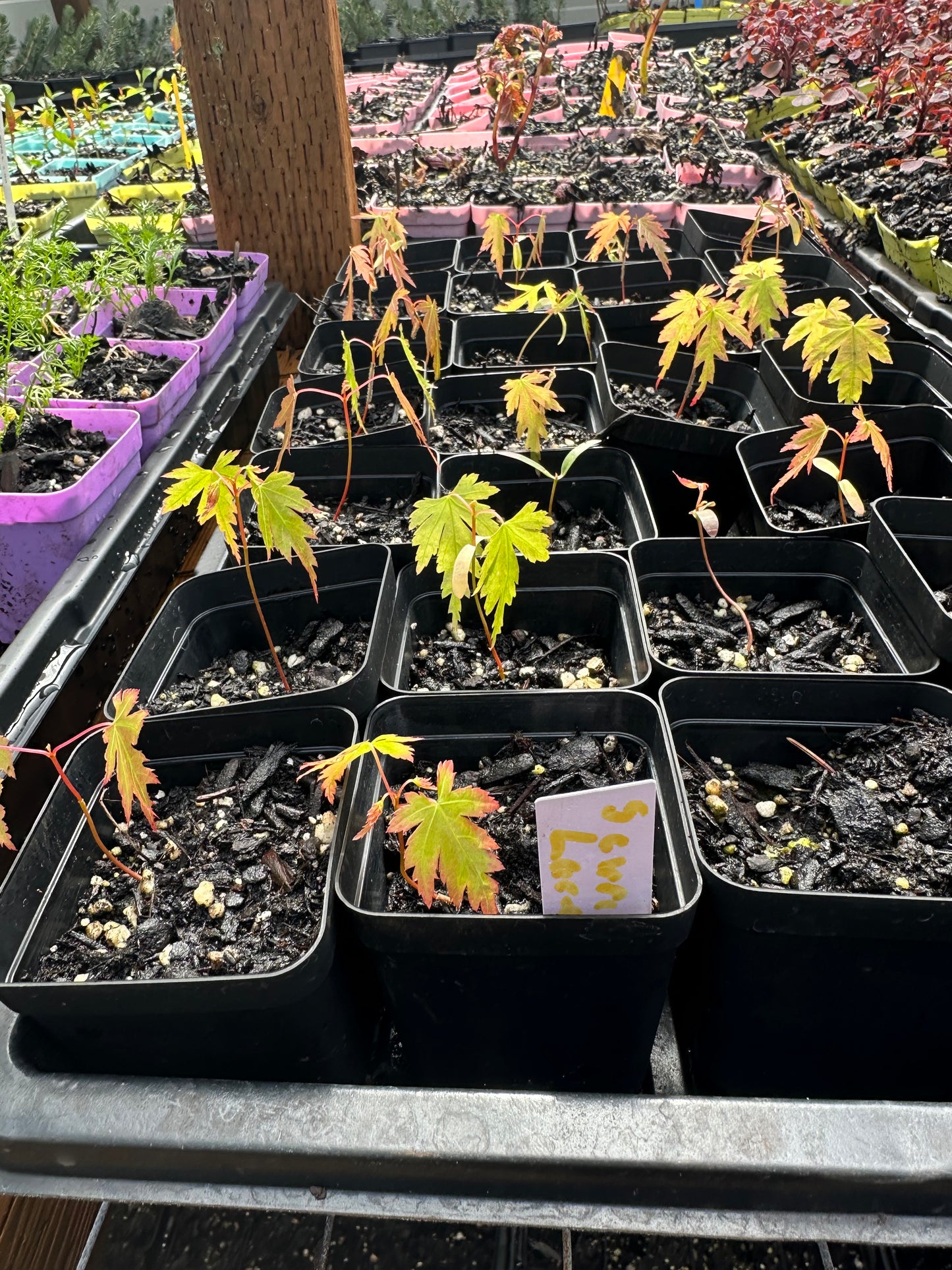 Seiryu Lace Leaf Maple