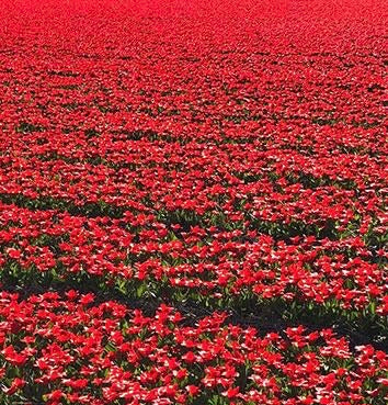 Tulip bulbs- Red - 10 pack