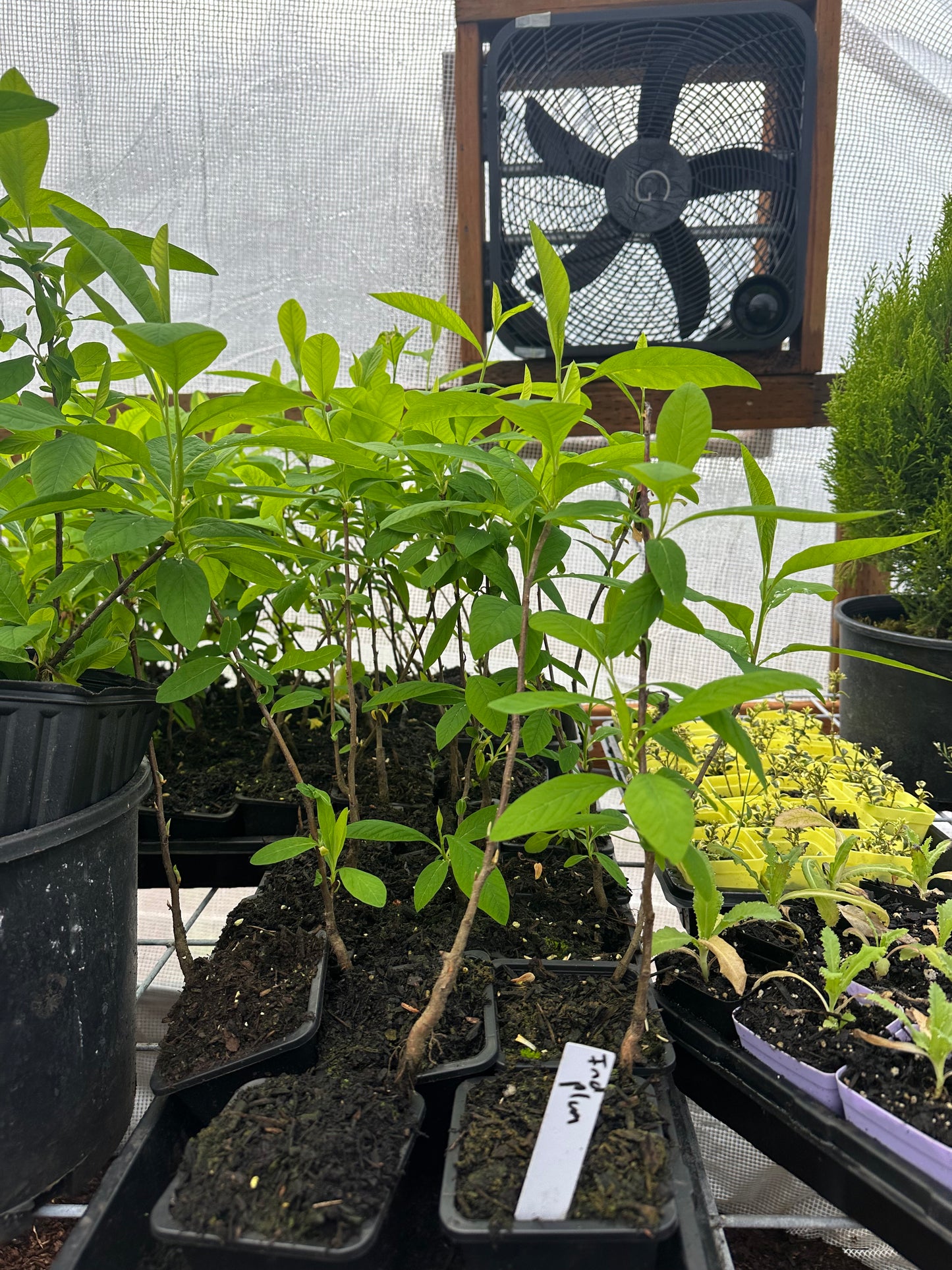 Indian Plum