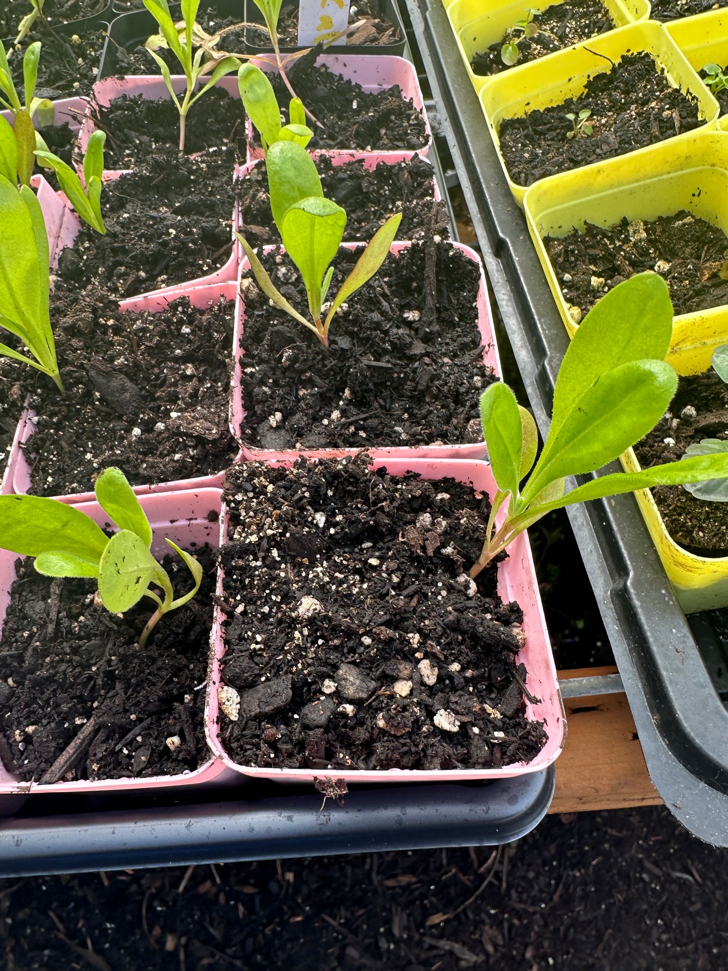 Calendula Pacific Pink Surprise