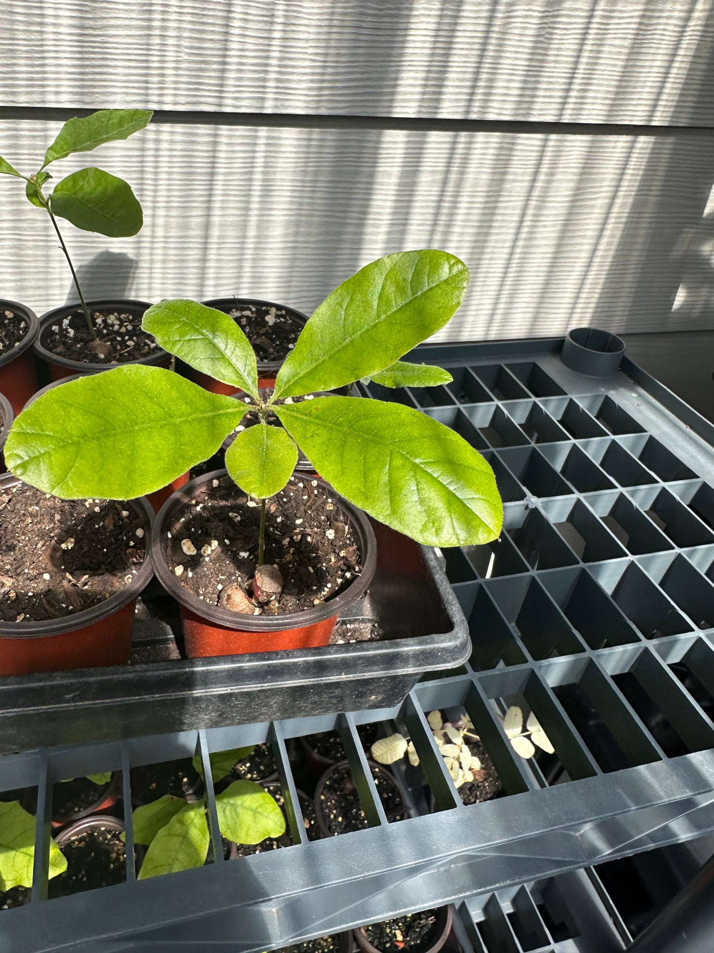 Cherry Oak Tree
