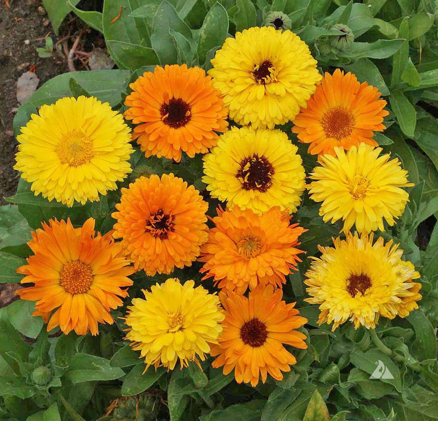 Calendula Pacific Beauty Mix