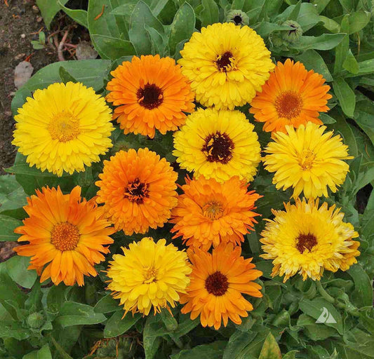 Calendula Pacific Beauty Mix