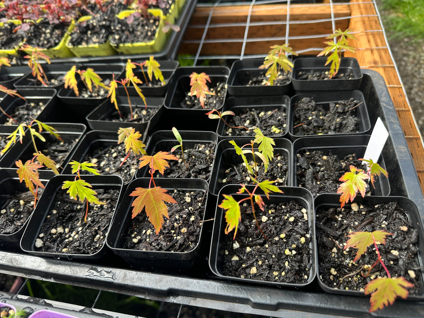 Seiryu Lace Leaf Maple