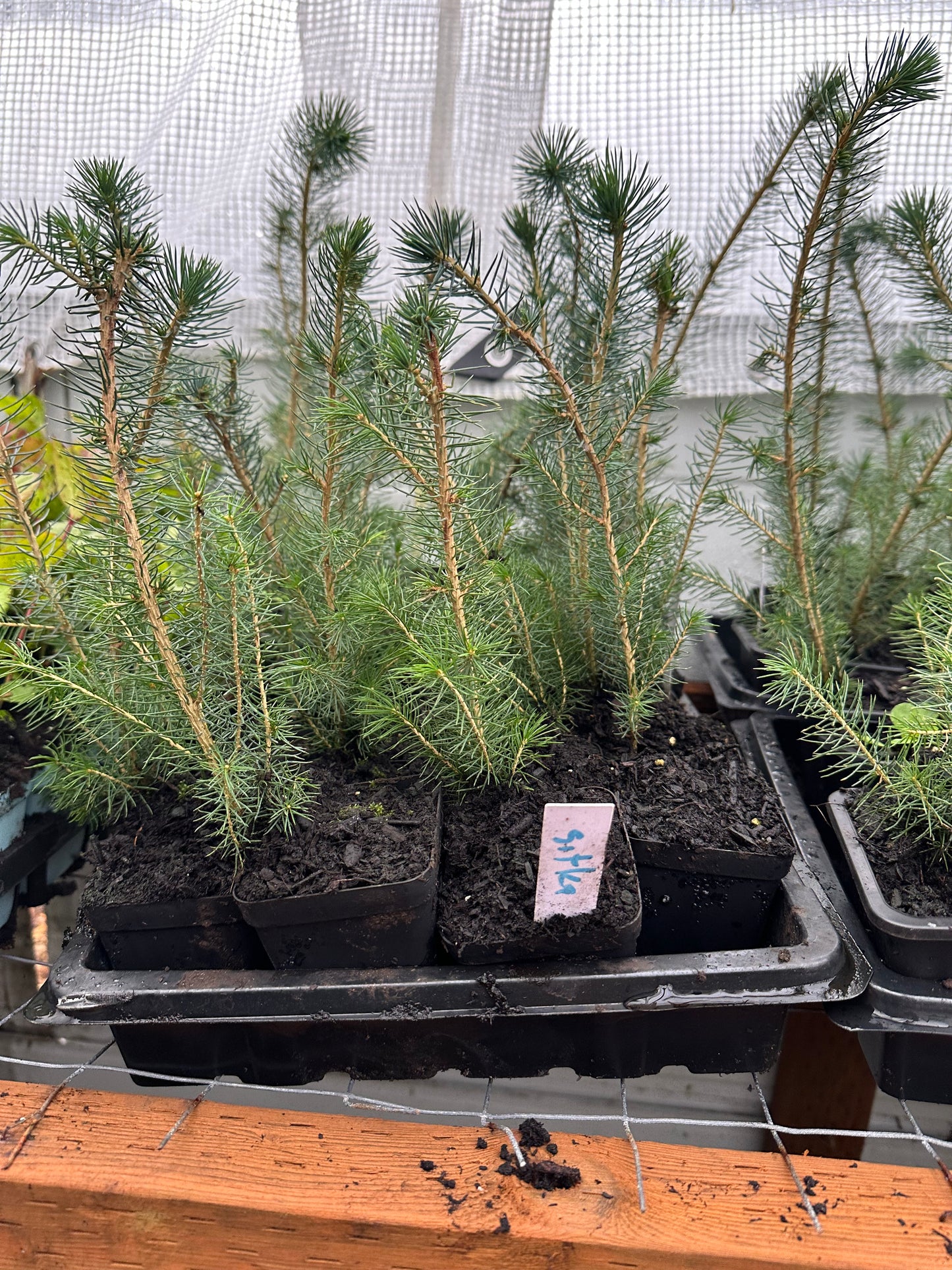 Sitka Spruce