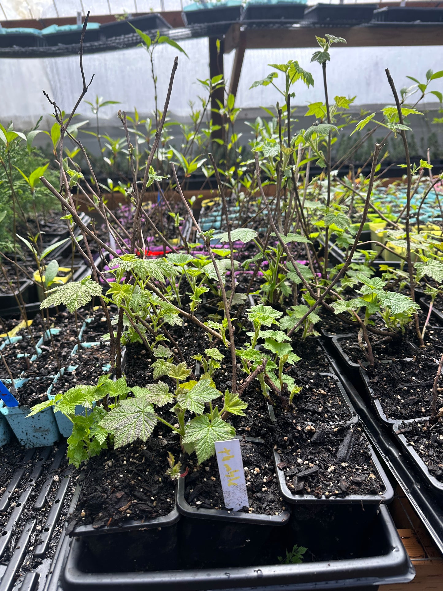 Thimbleberry