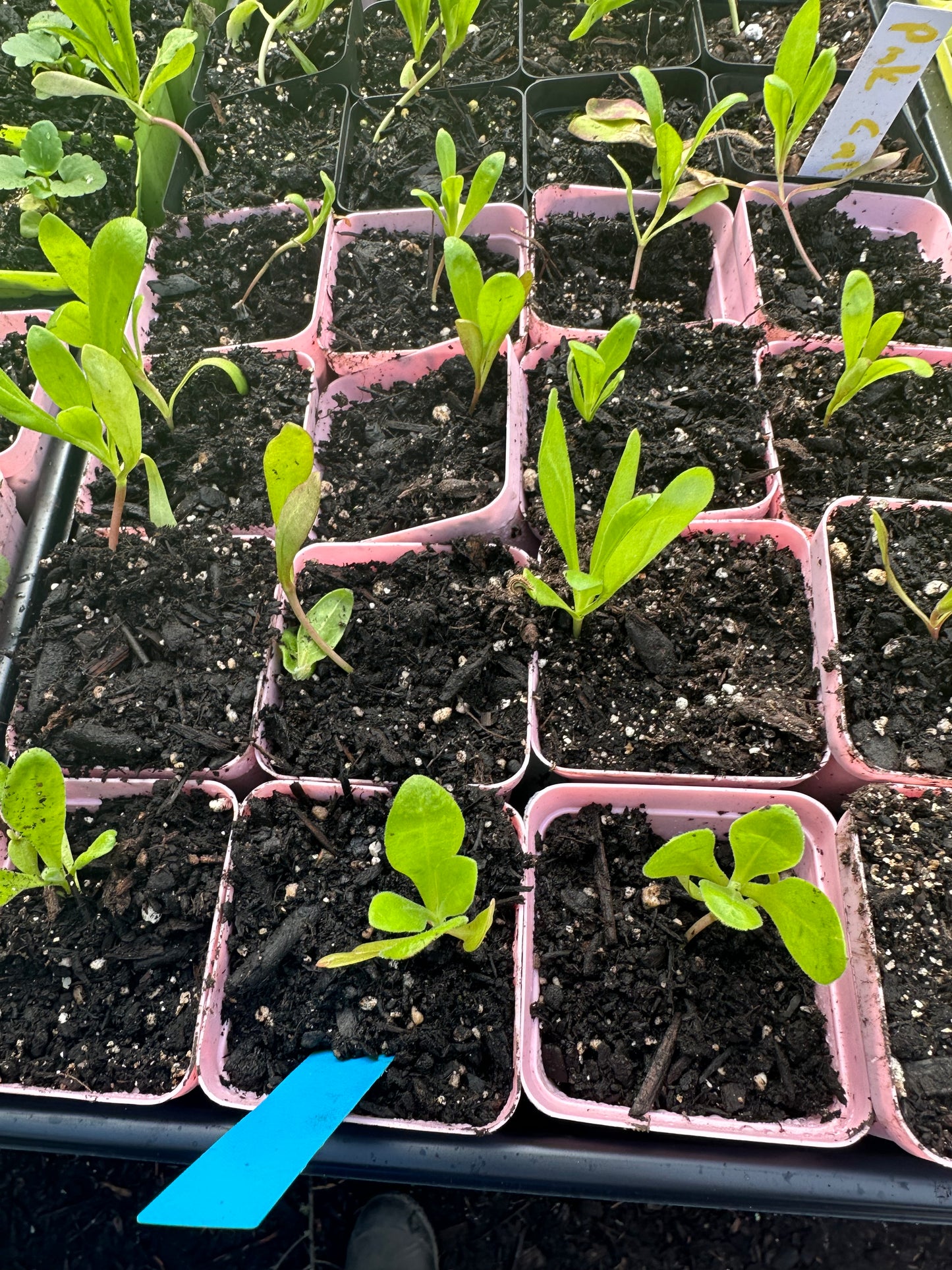 Calendula Pacific Pink Surprise