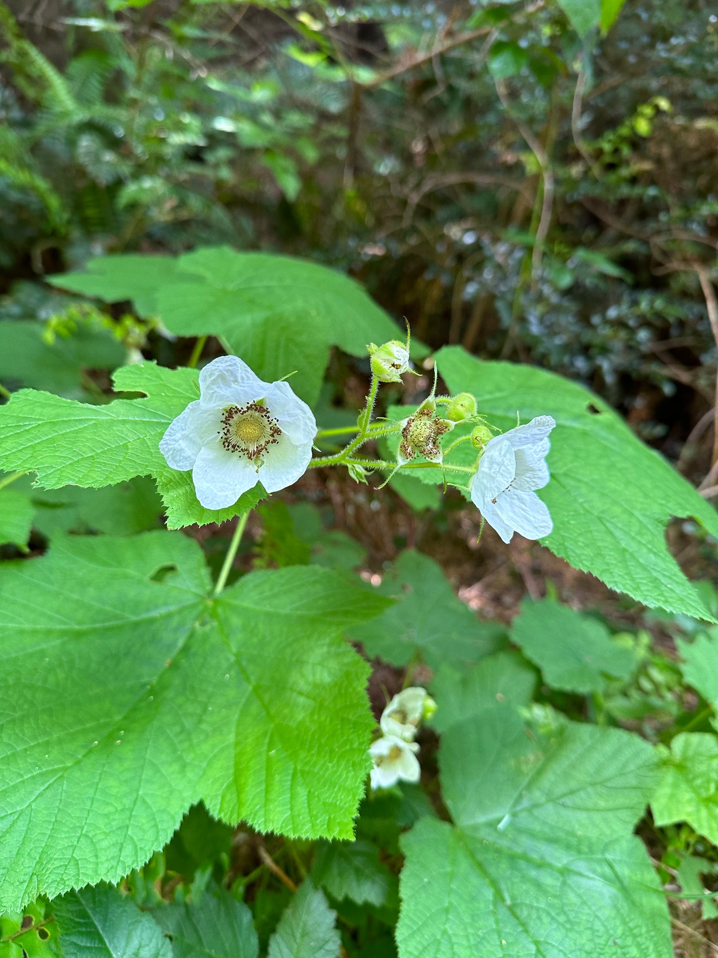 Thimbleberry
