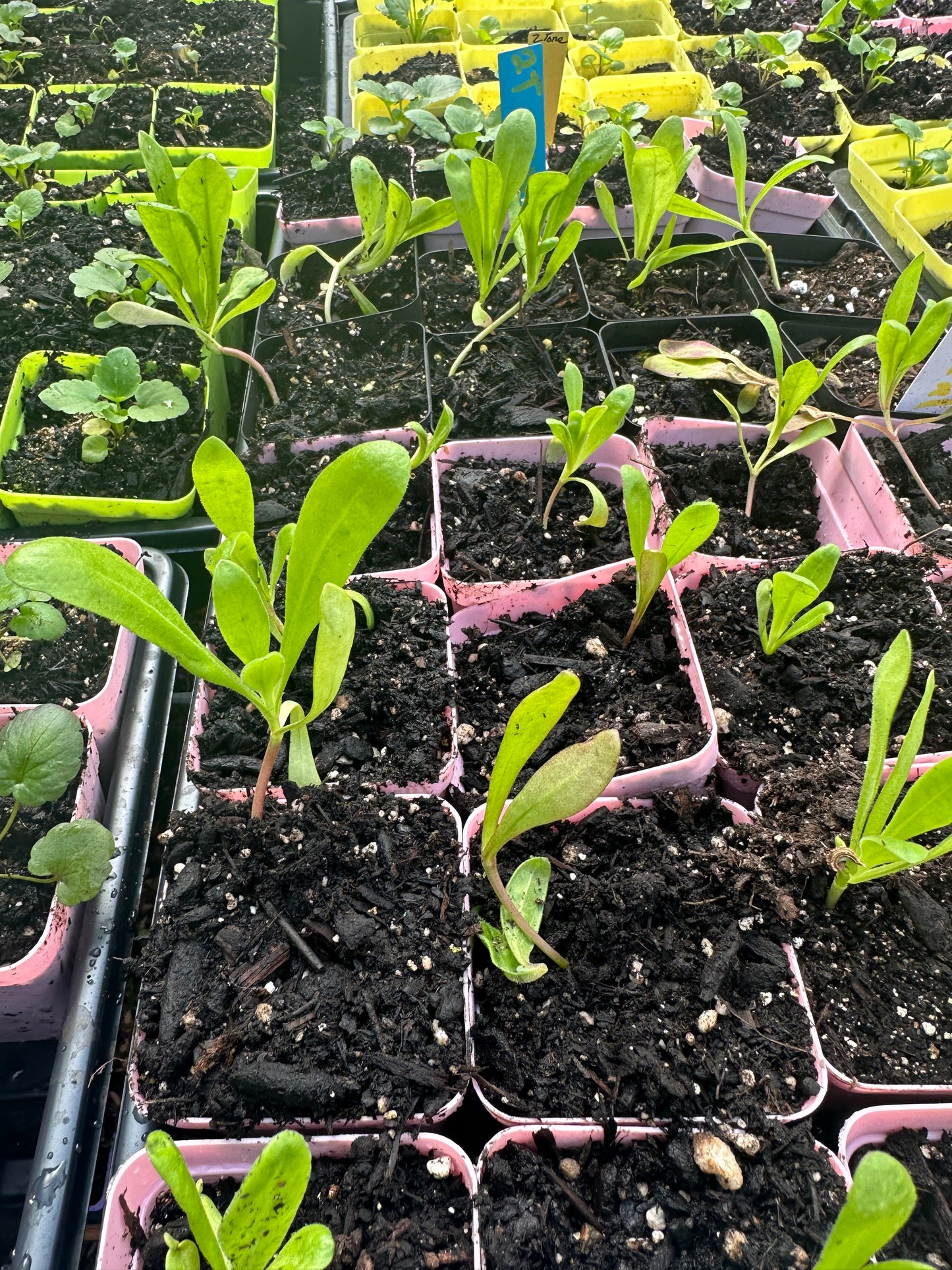 Calendula Pacific Pink Surprise