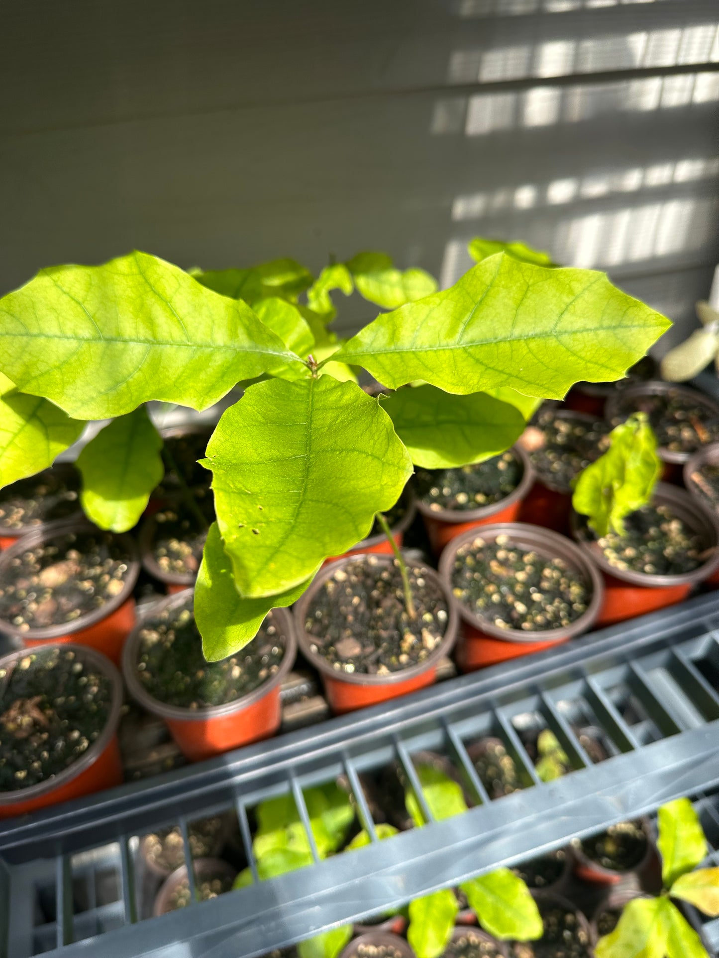 Cherry Oak Tree