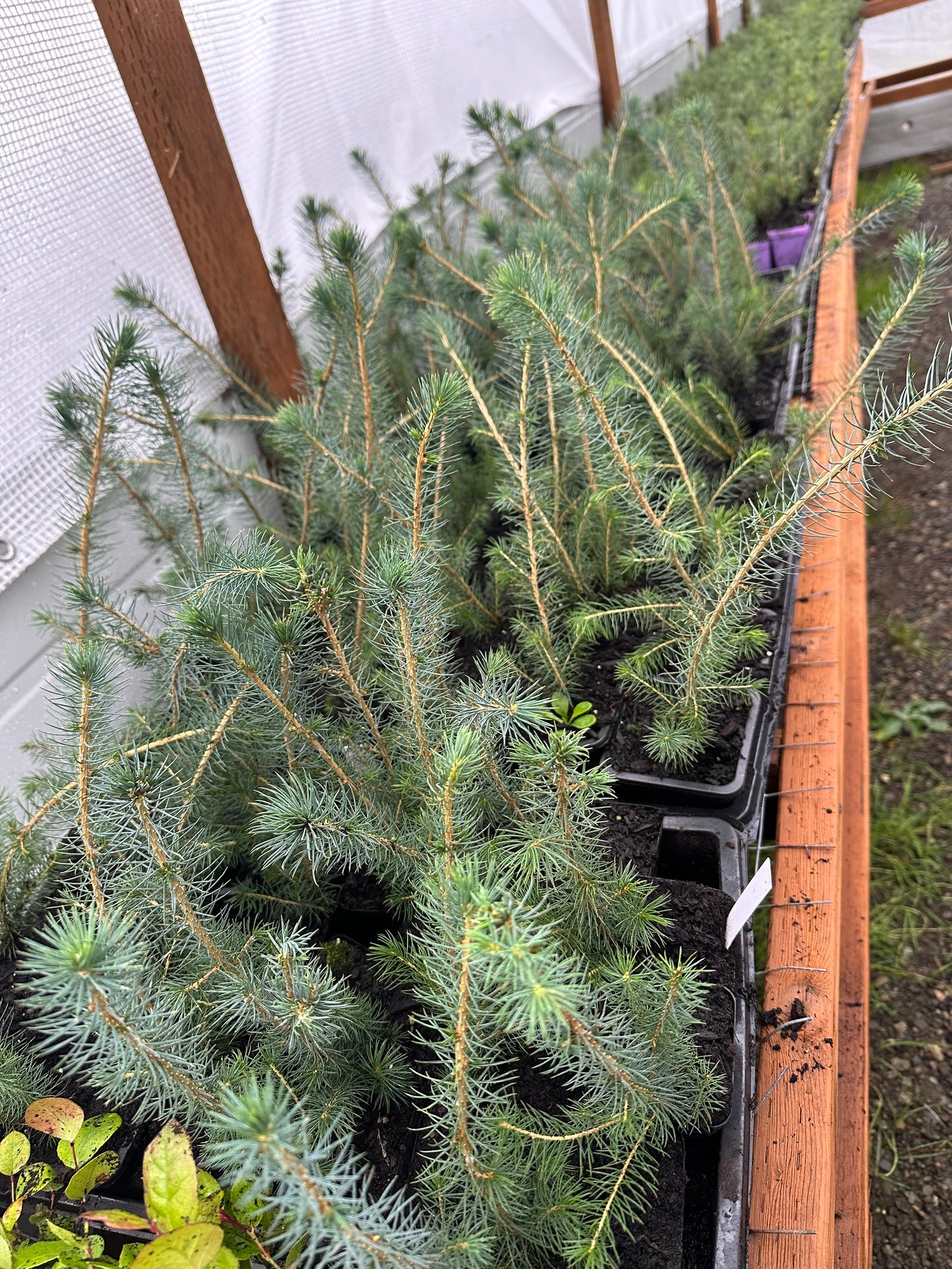 Sitka Spruce