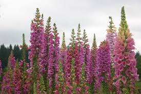 Foxglove - Purple
