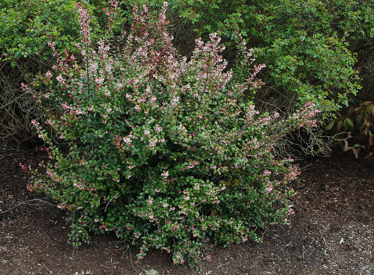 Evergreen Huckleberry