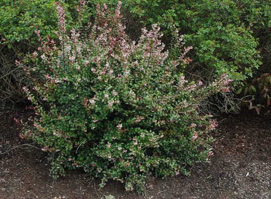 Evergreen Huckleberry