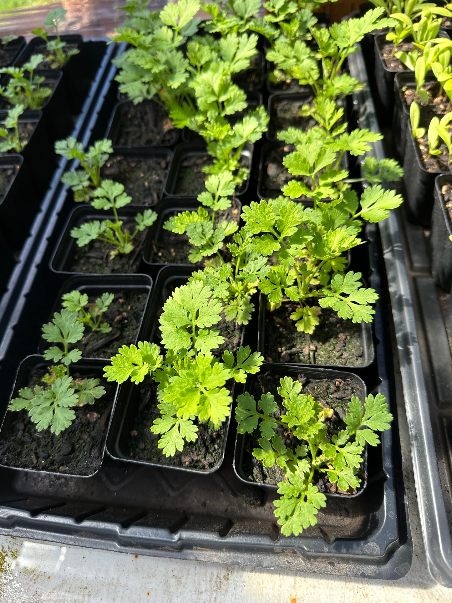 Feverfew