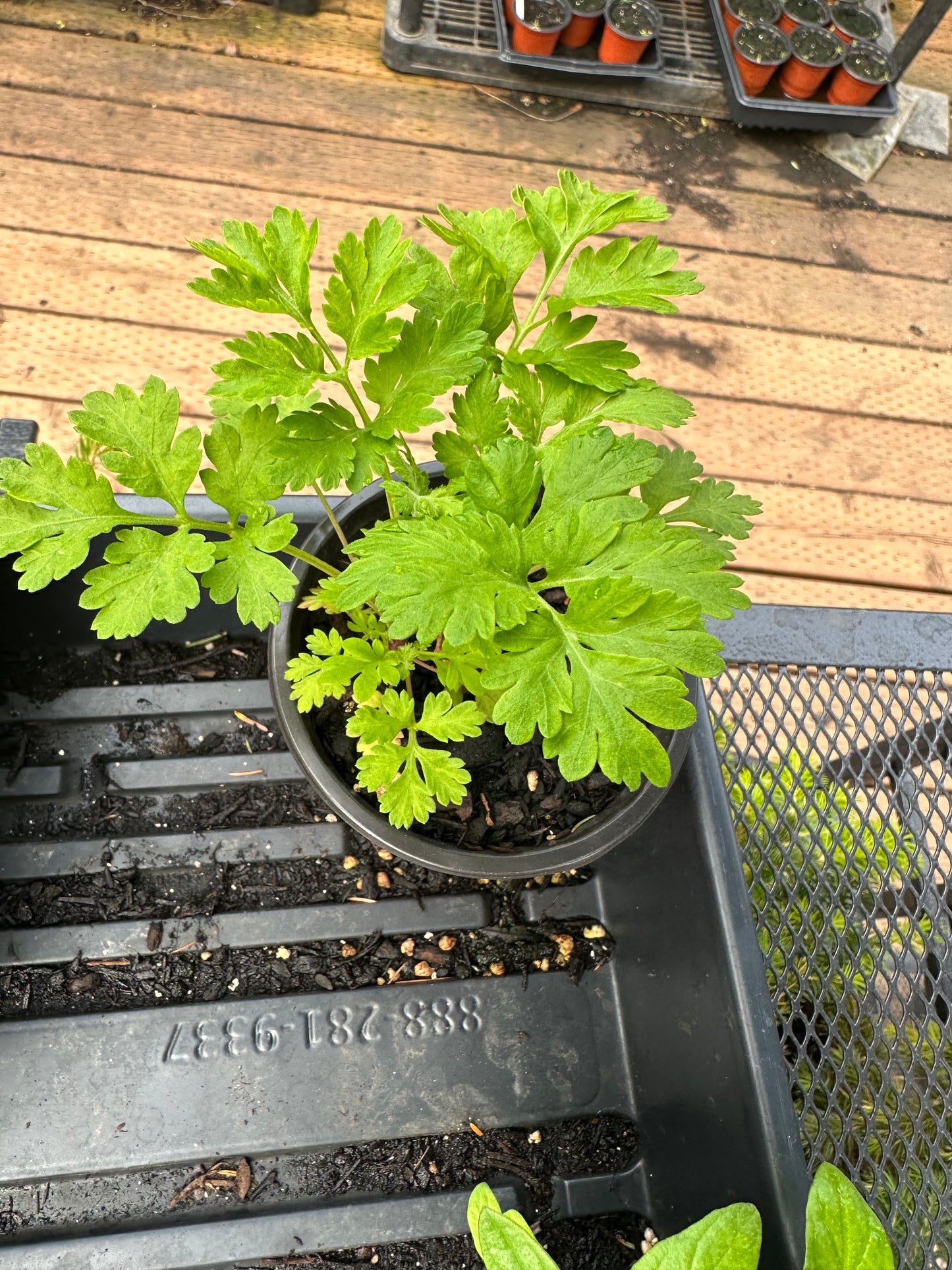 Feverfew
