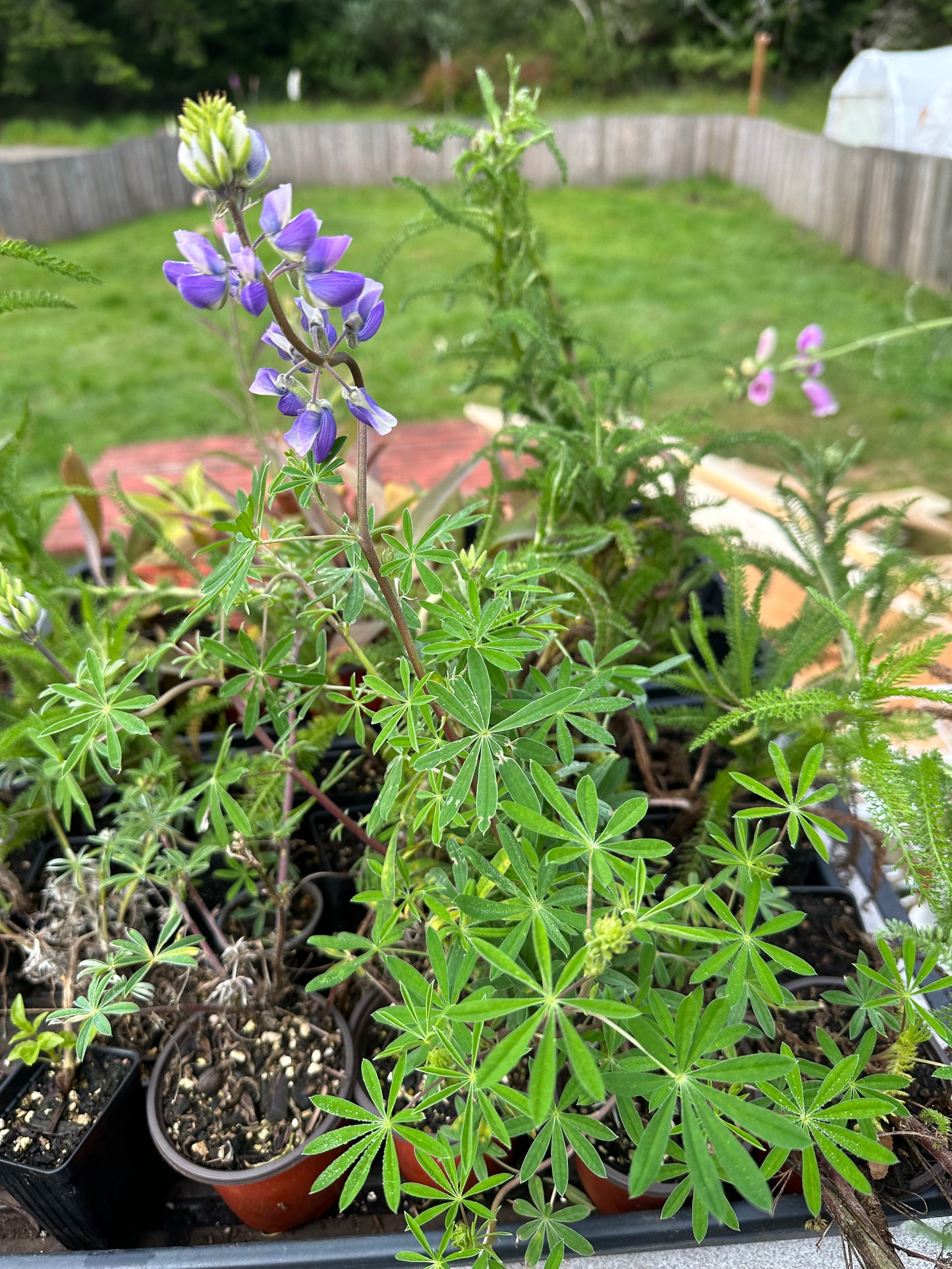 Lupine Flowering Plant