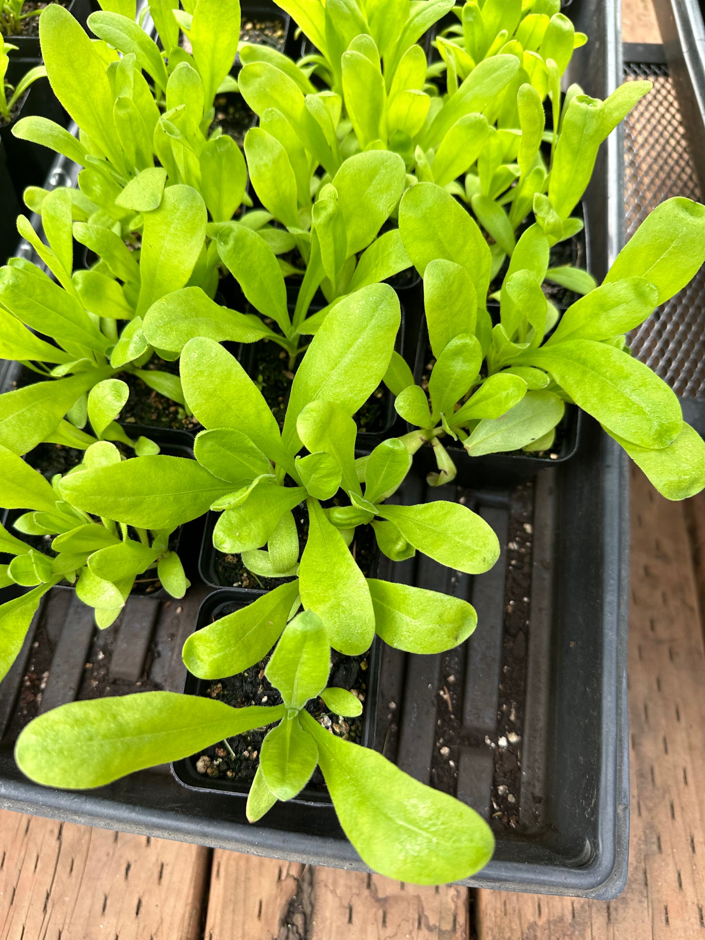 Calendula Pacific Beauty Mix