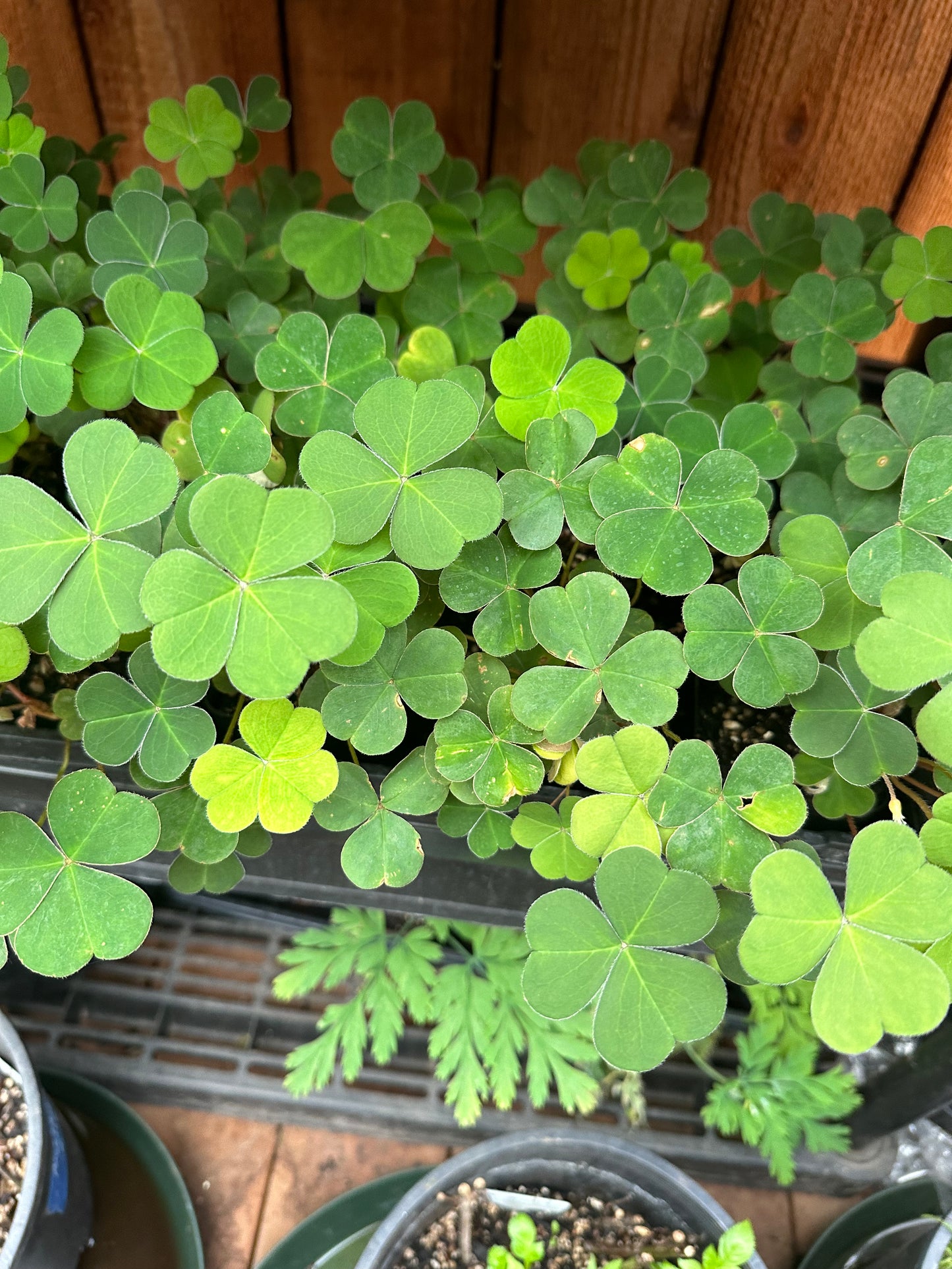 Oregon Oxalis - Redwood Sorrel