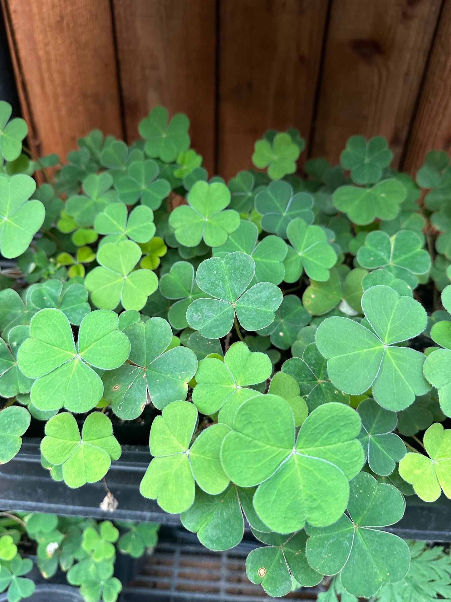 Oregon Oxalis - Redwood Sorrel