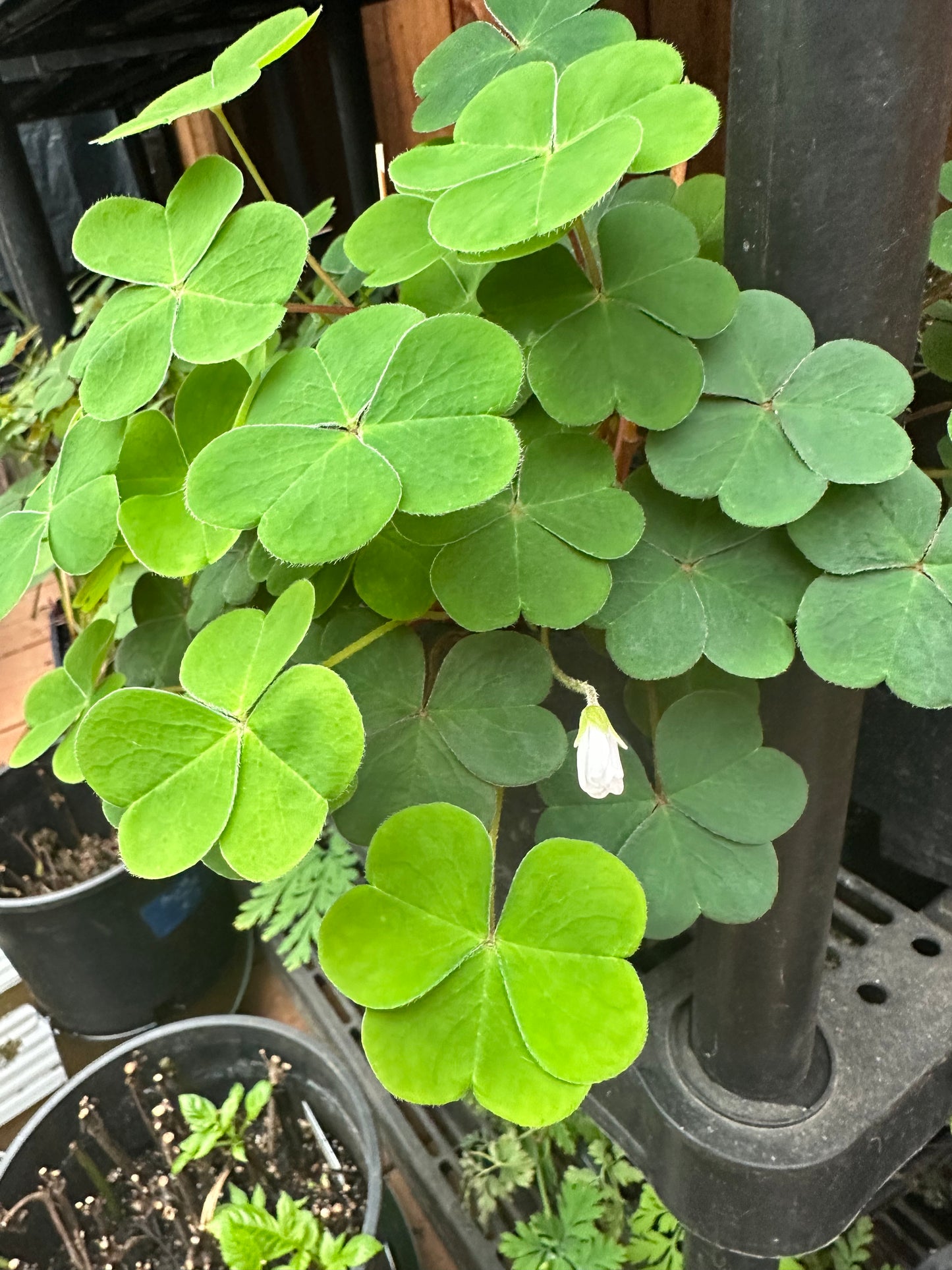 Oregon Oxalis - Redwood Sorrel