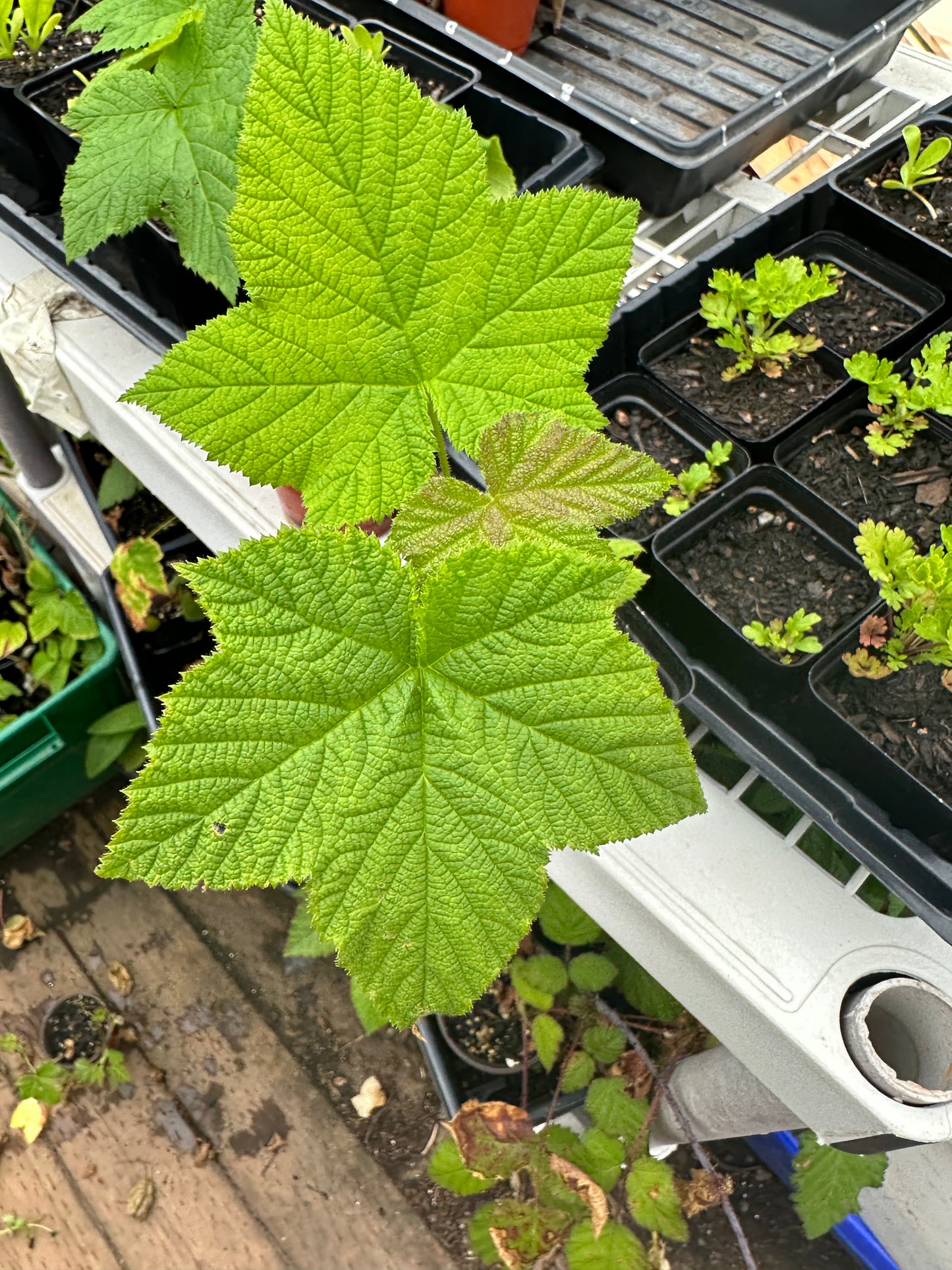 Thimbleberry