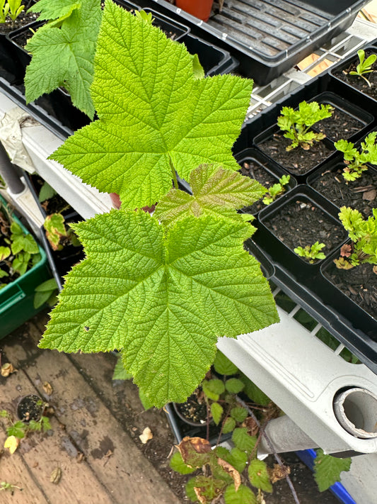 Thimbleberry
