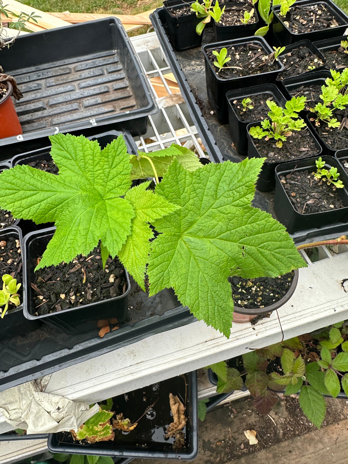 Thimbleberry