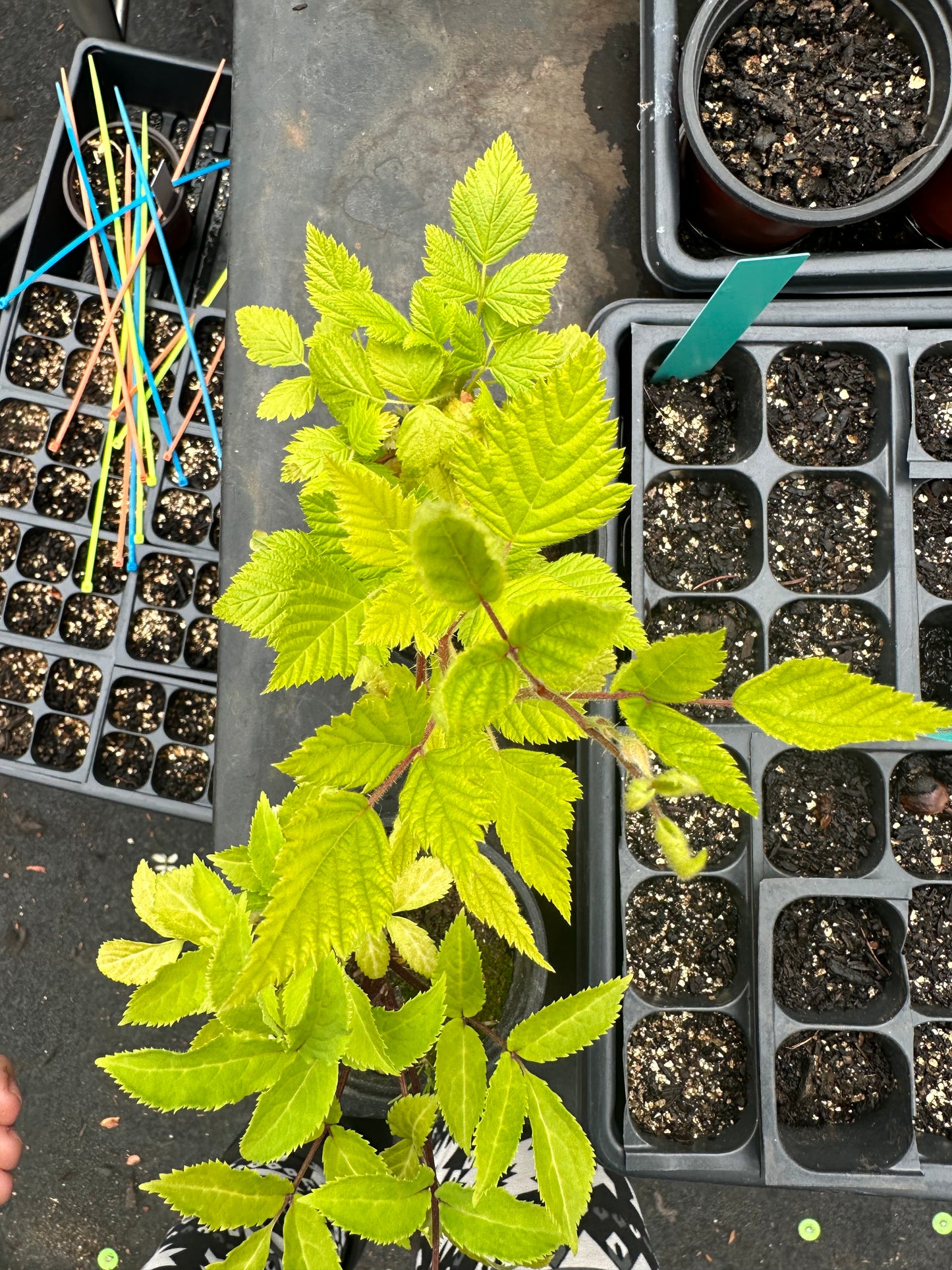Salmonberry