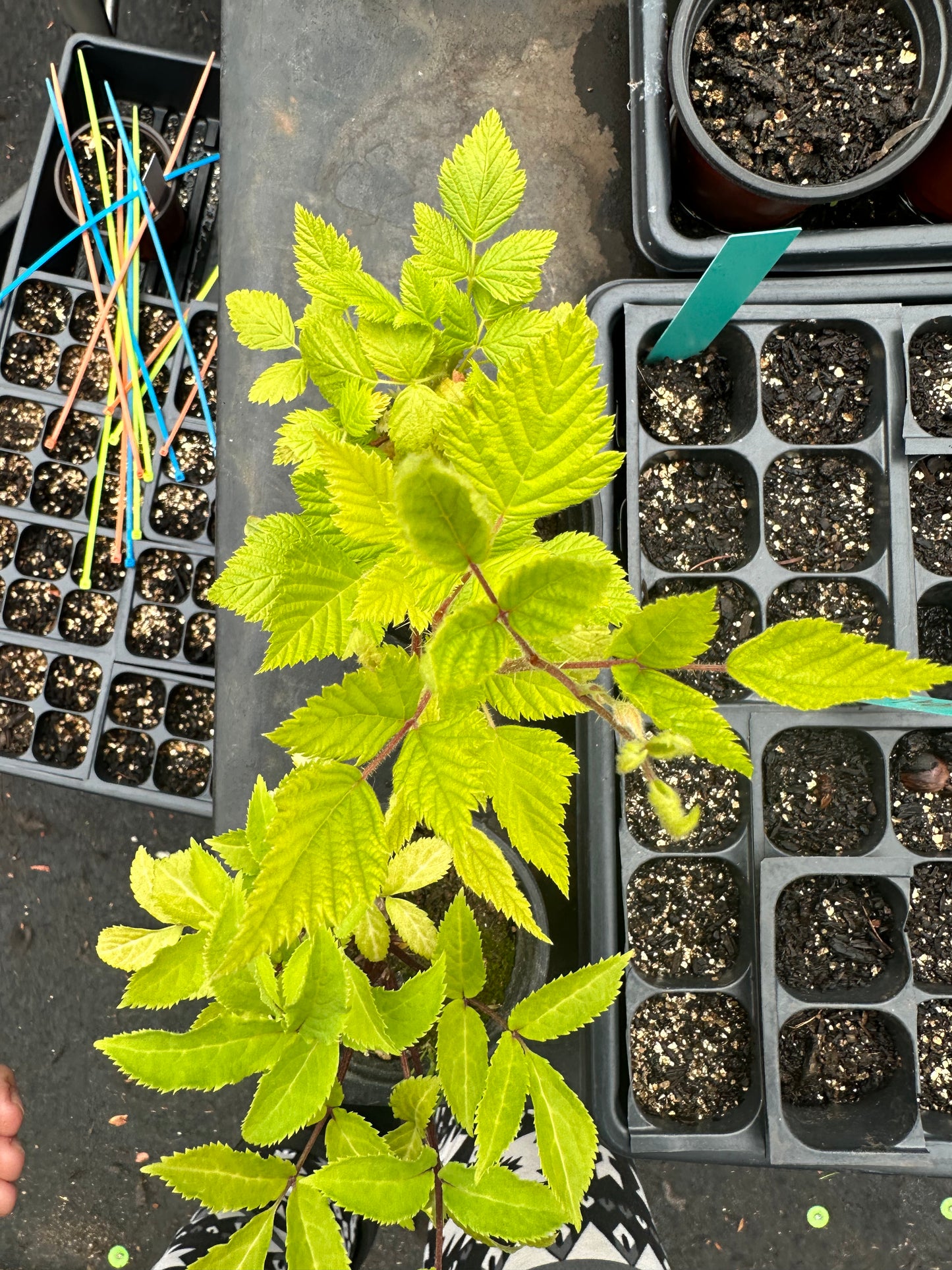 Salmonberry