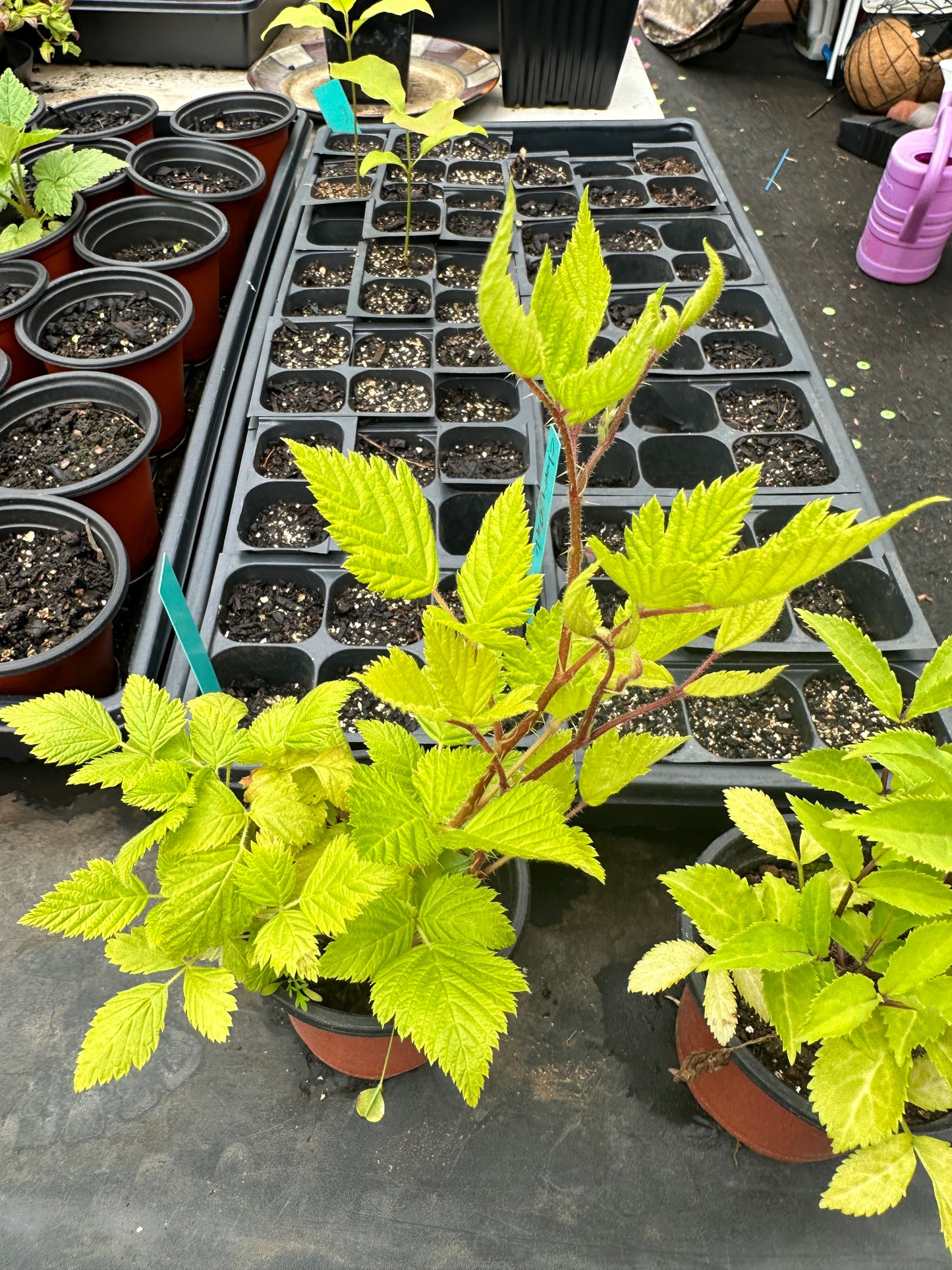 Salmonberry