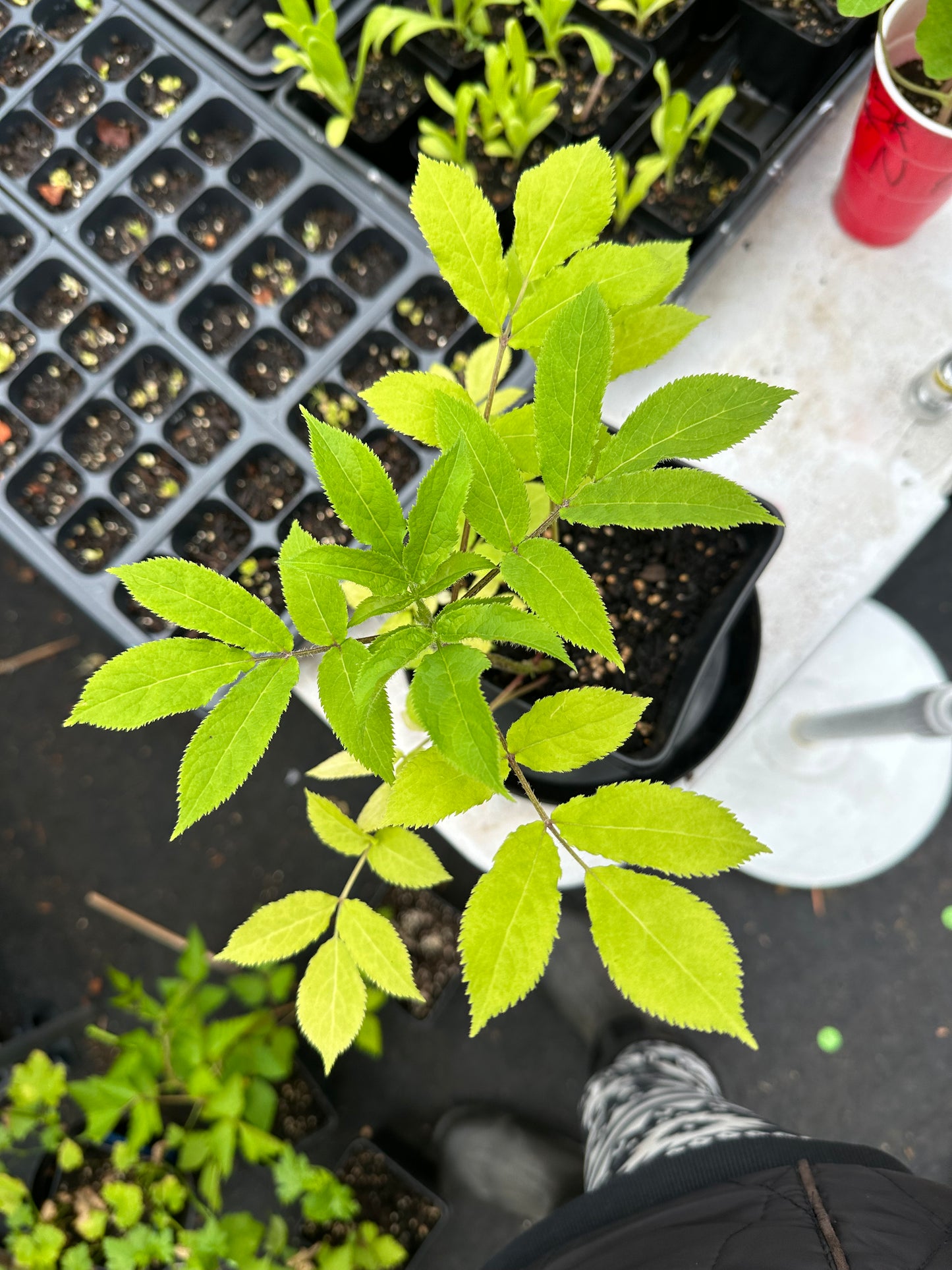 Red Elderberry