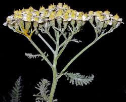 White Yarrow Seeds - 25+