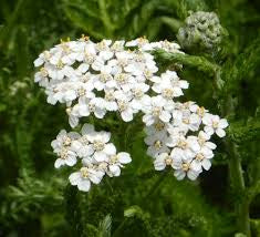 White Yarrow Seeds - 25+