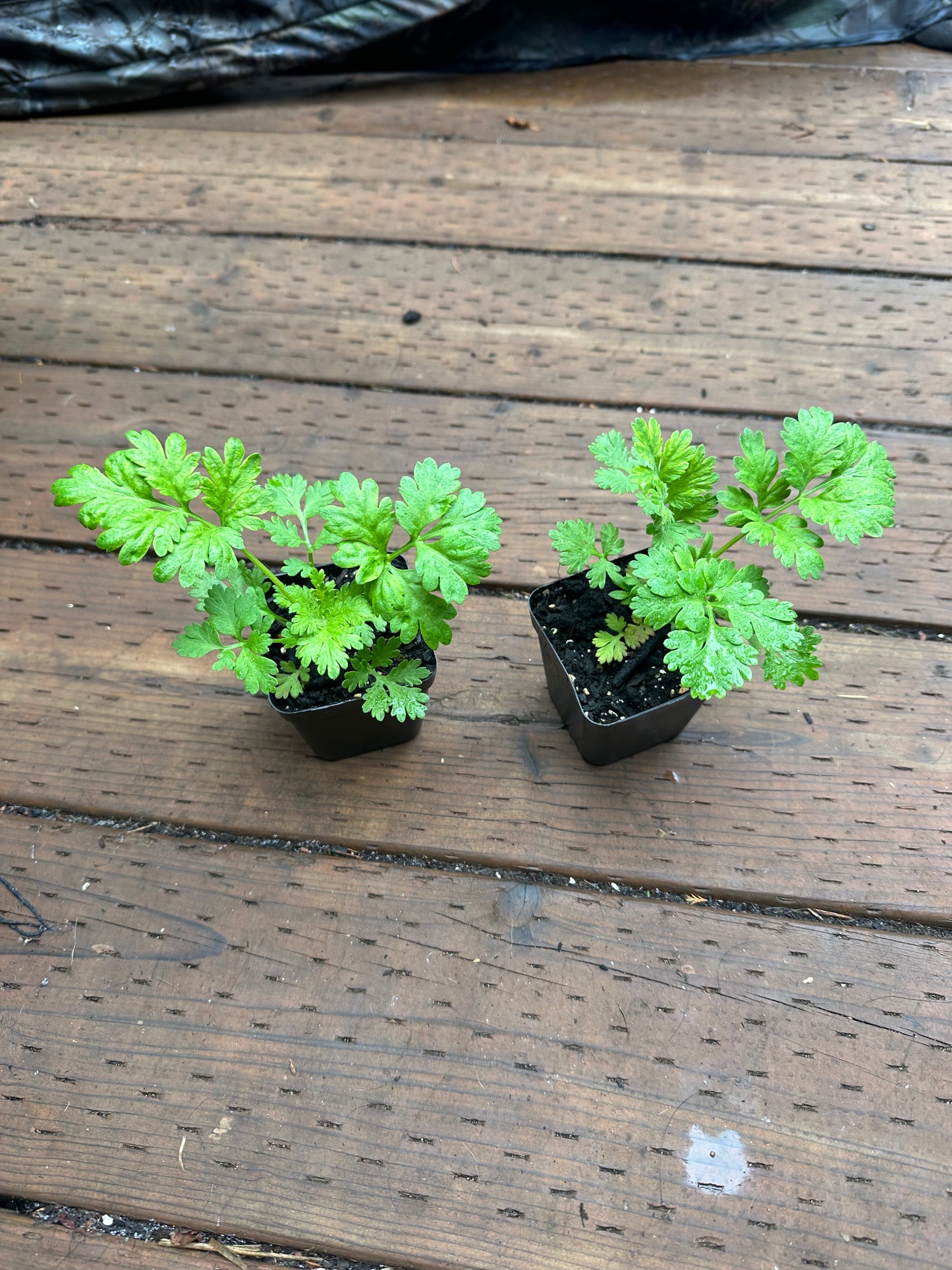 Feverfew