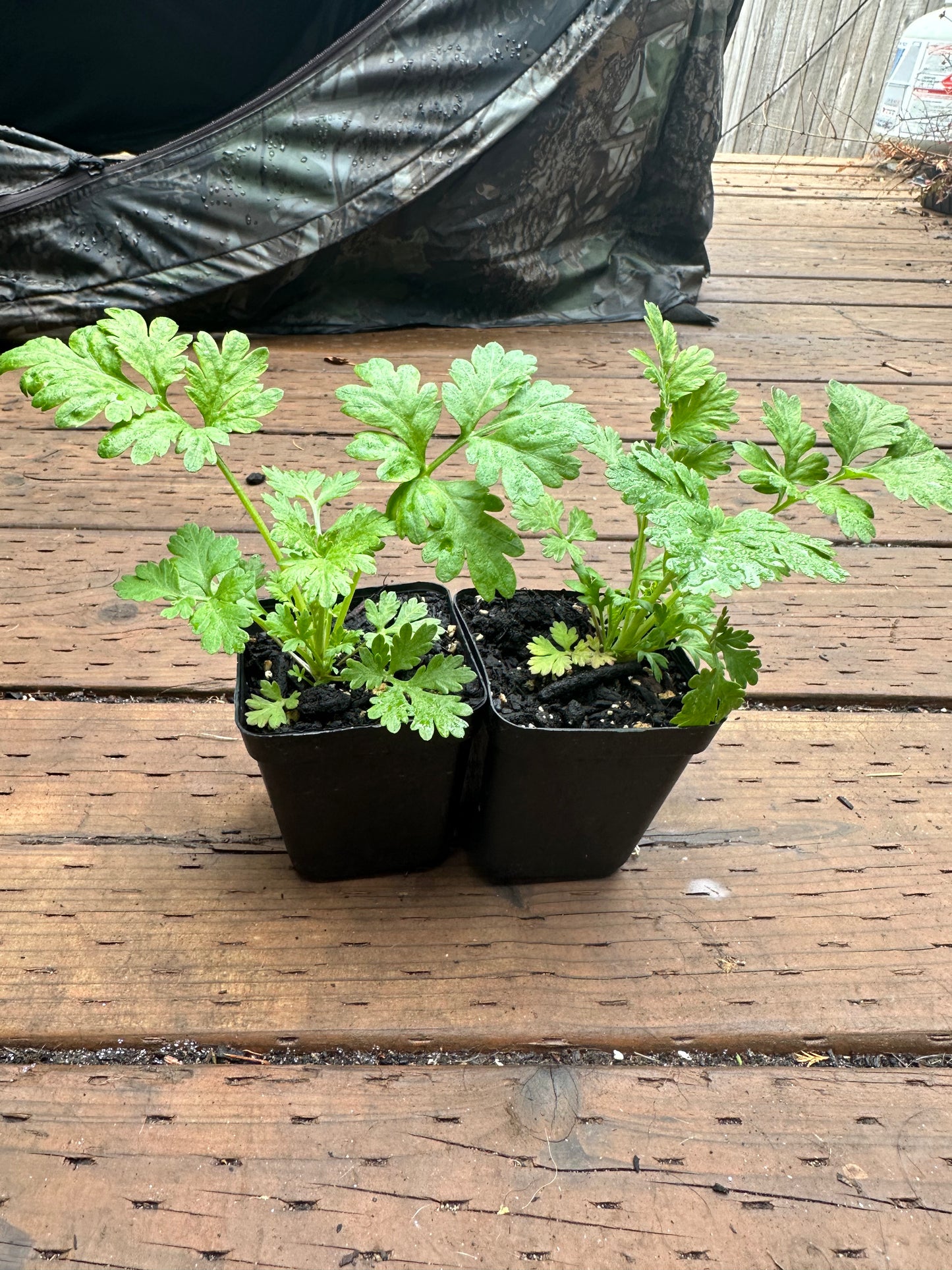 Feverfew