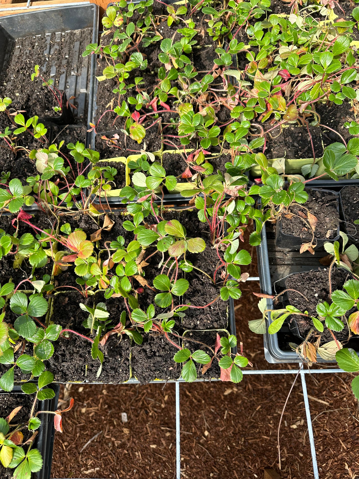 Wild Oregon Strawberries