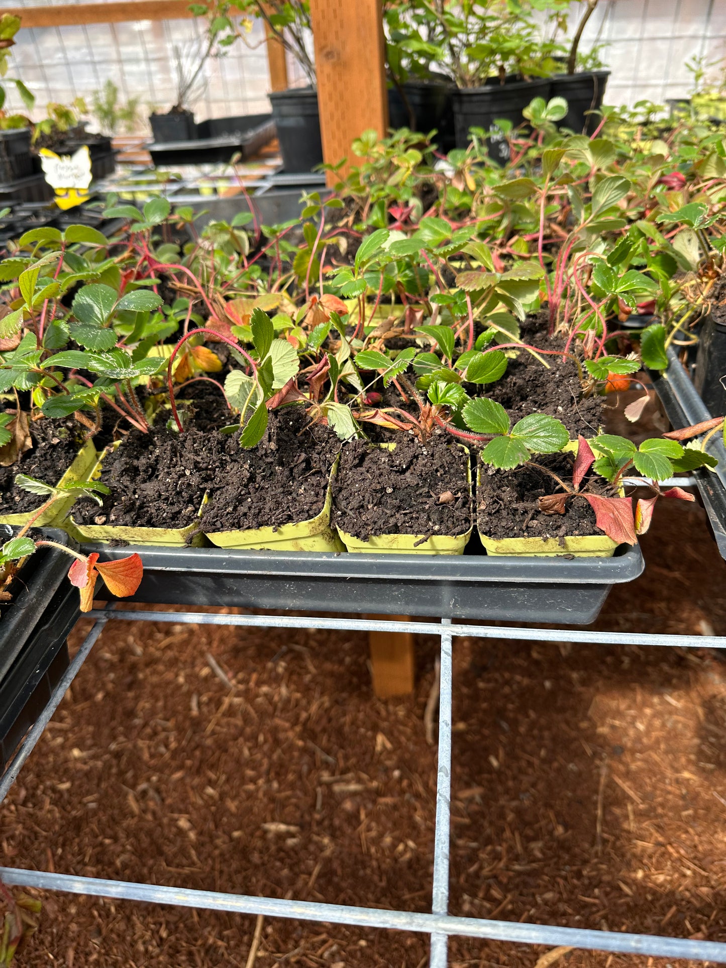Wild Oregon Strawberries