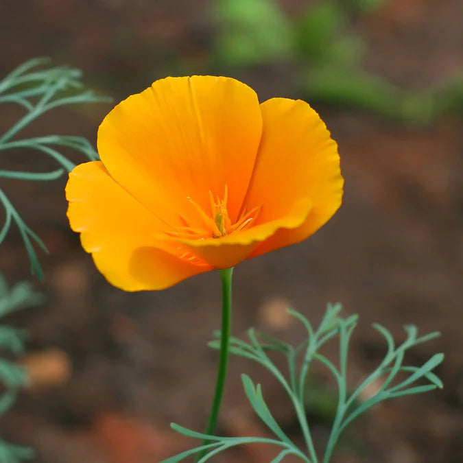 Poppy - California Poppy